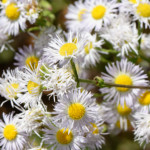 image: Image from the photoset &lsquo;flower (xliv)&rsquo;.