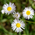 image: Image from the photoset &lsquo;flower (xliv)&rsquo;.