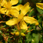 image: Image from the photoset &lsquo;flower (xliv)&rsquo;.