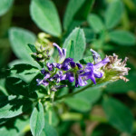 image: Image from the photoset &lsquo;flower (xliv)&rsquo;.