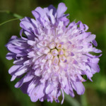 image: Image from the photoset &lsquo;flower (xliv)&rsquo;.