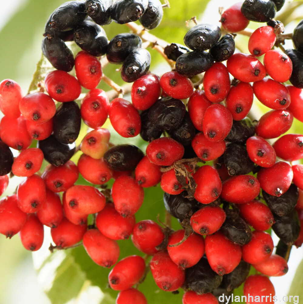 image: This is &lsquo;fruit (i) 1&rsquo;.