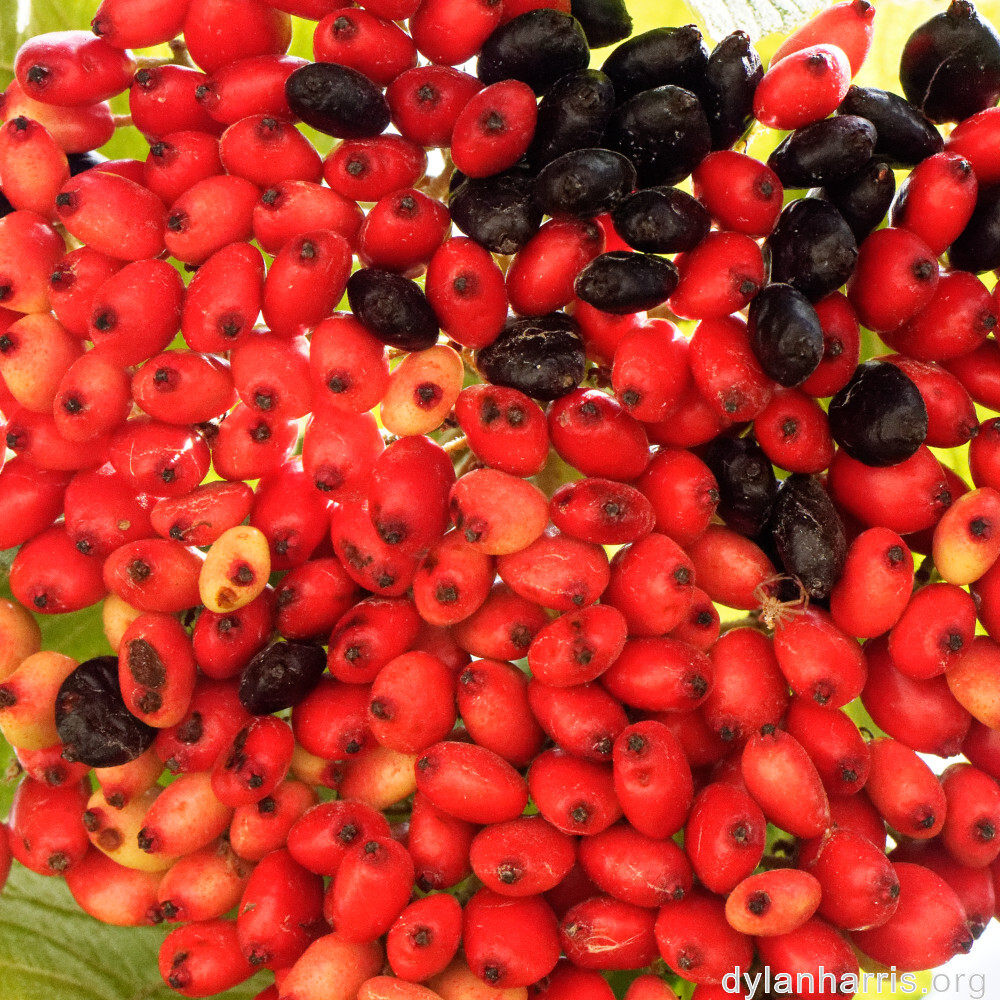 image: This is &lsquo;fruit (i) 2&rsquo;.