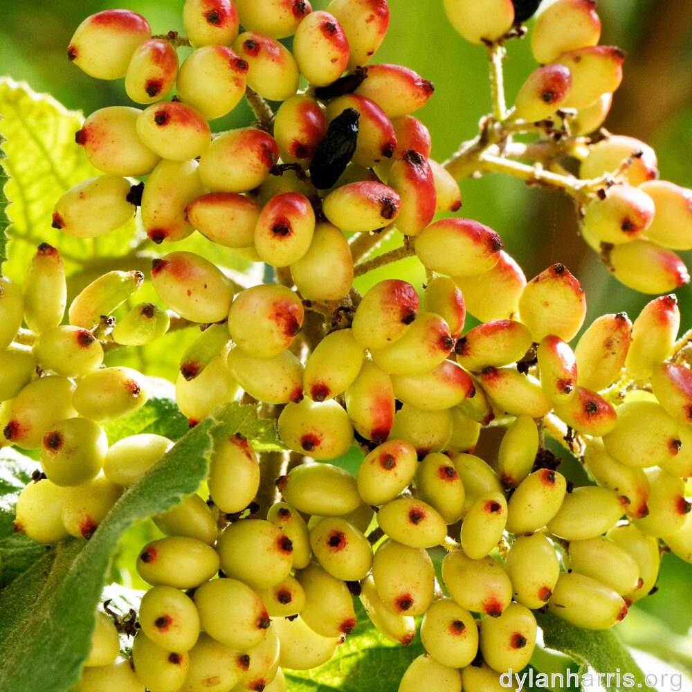 image: This is &lsquo;fruit (i) 3&rsquo;.