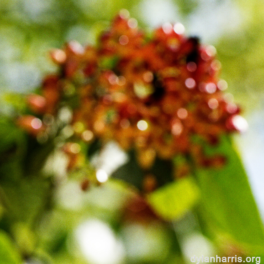 image: This is &lsquo;fruit (i) 5&rsquo;.