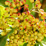 image: Image from the photoset &lsquo;fruit (i)&rsquo;.