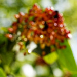 image: Image from the photoset &lsquo;fruit (i)&rsquo;.