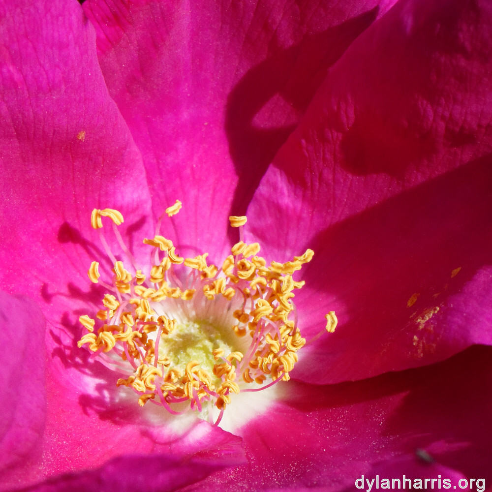 image: This is &lsquo;belvaux (vii) 2&rsquo;.