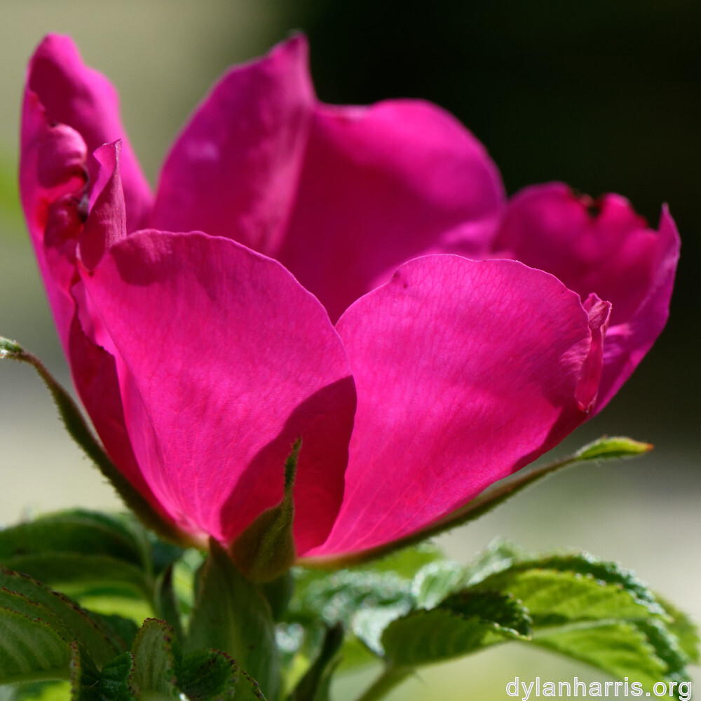 image: This is &lsquo;belvaux (vii) 3&rsquo;.