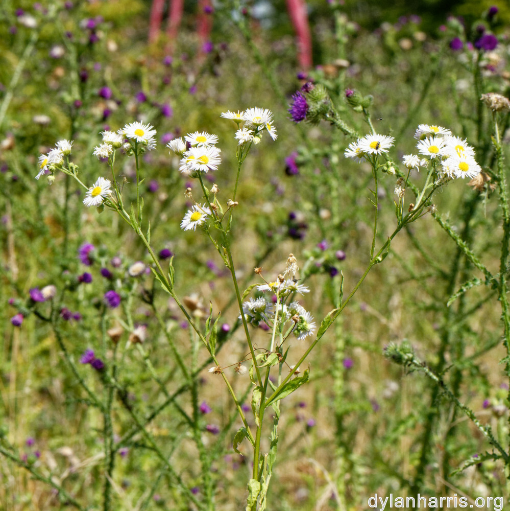 image: This is &lsquo;belvaux (vii) 6&rsquo;.