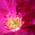 image: Image from the photoset &lsquo;belvaux (vii)&rsquo;.