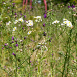 image: Image from the photoset &lsquo;belvaux (vii)&rsquo;.