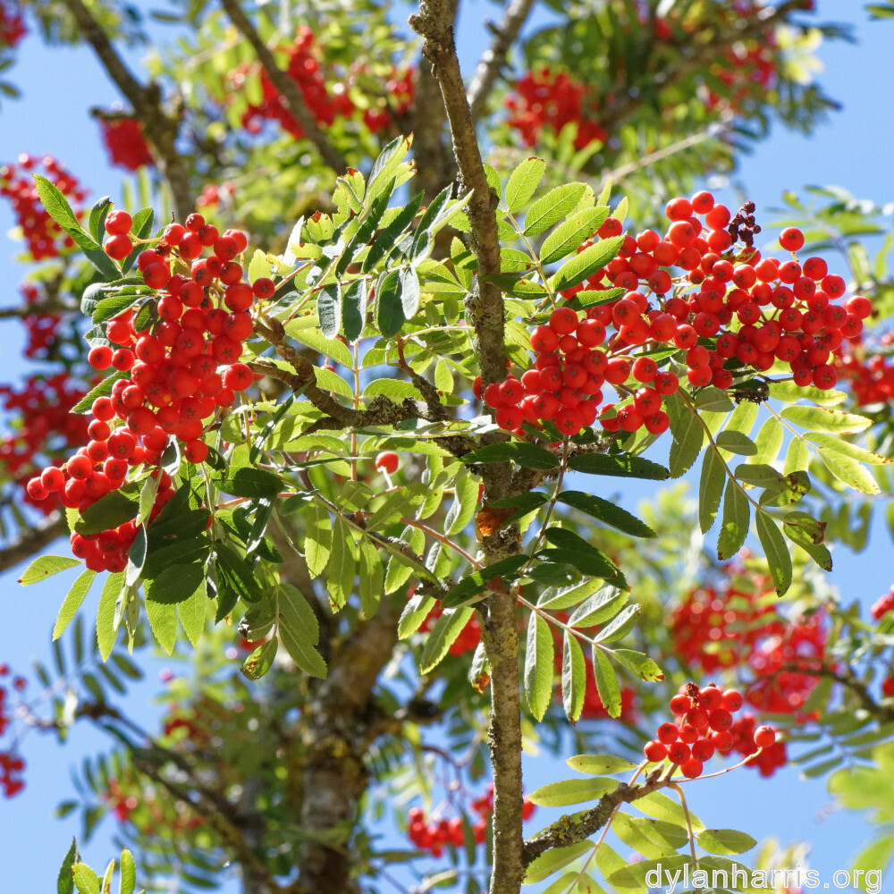 image: This is &lsquo;fruit (ii) 1&rsquo;.