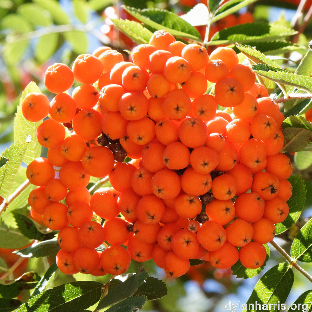 image: This is &lsquo;fruit (ii) 4&rsquo;.