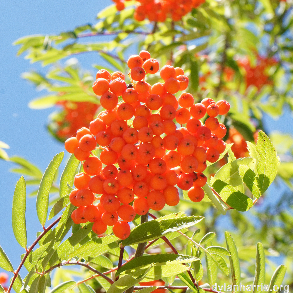 image: This is &lsquo;fruit (ii) 5&rsquo;.