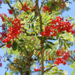 image: Image from the photoset &lsquo;fruit (ii)&rsquo;.