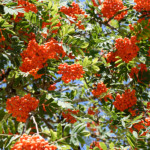 image: Image from the photoset &lsquo;fruit (ii)&rsquo;.