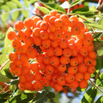 image: Image from the photoset &lsquo;fruit (ii)&rsquo;.