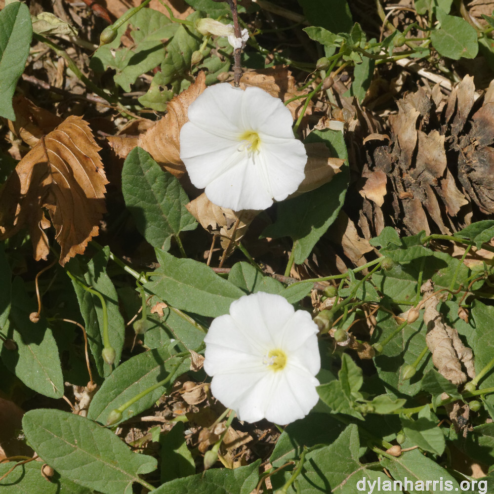 image: This is &lsquo;flower (xlv) 2&rsquo;.