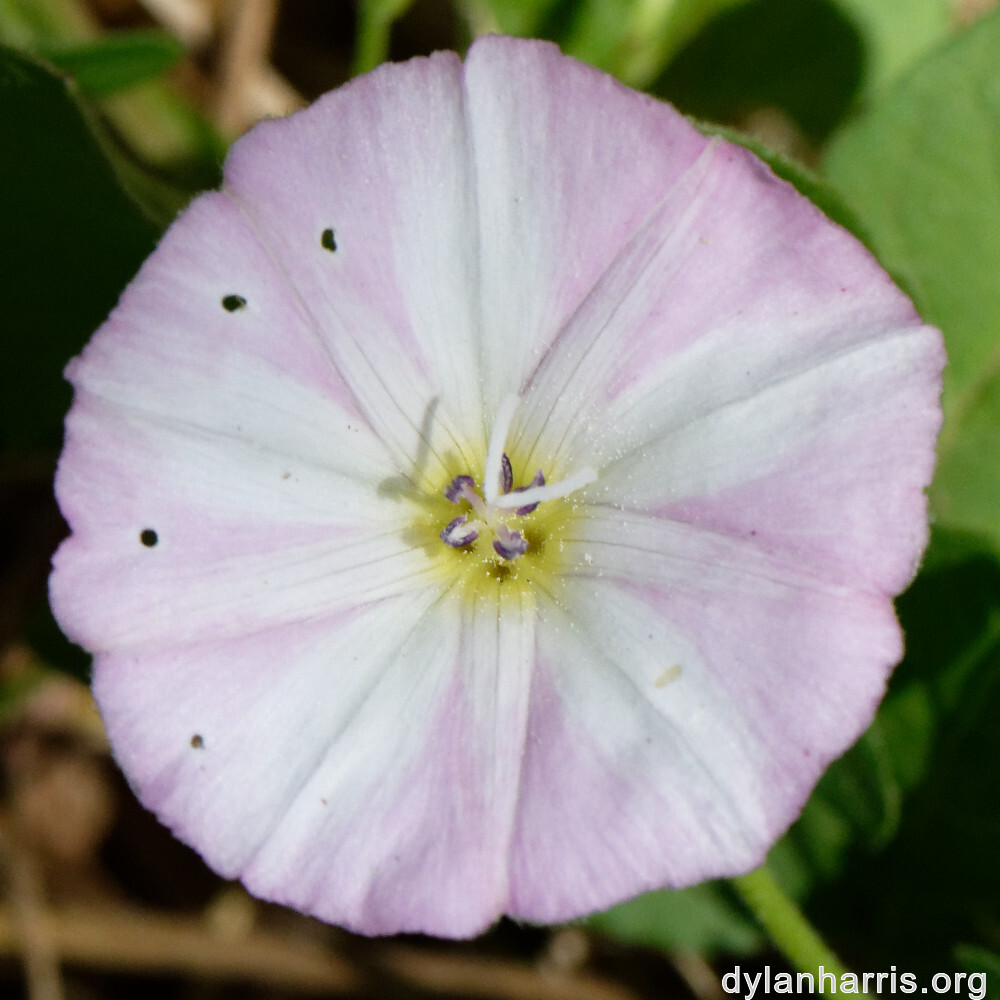 image: This is &lsquo;flower (xlv) 3&rsquo;.