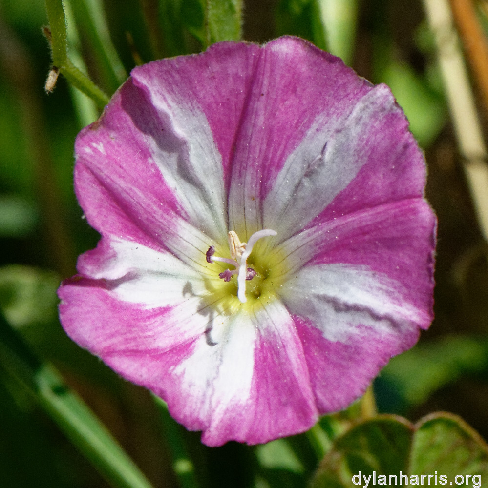 image: This is &lsquo;flower (xlv) 4&rsquo;.