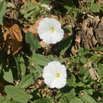 image: Image from the photoset &lsquo;flower (xlv)&rsquo;.