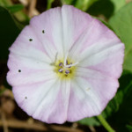 image: Image from the photoset &lsquo;flower (xlv)&rsquo;.