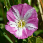 image: Image from the photoset &lsquo;flower (xlv)&rsquo;.