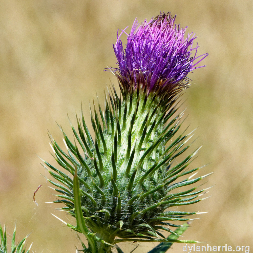 image: This is &lsquo;flower (xlvi) 1&rsquo;.