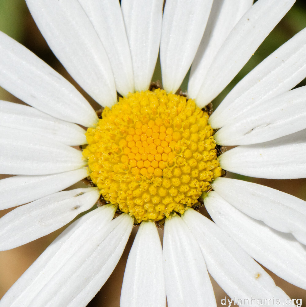 image: This is &lsquo;flower (xlvi) 2&rsquo;.