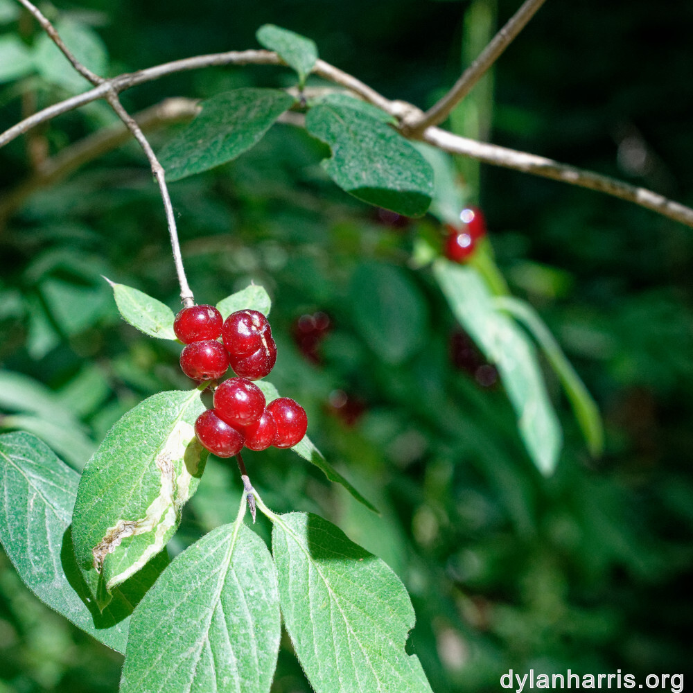 image: This is &lsquo;flower (xlvi) 3&rsquo;.