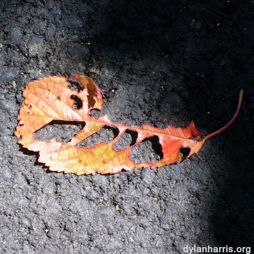 image: This is &lsquo;flower (xlvi) 4&rsquo;.