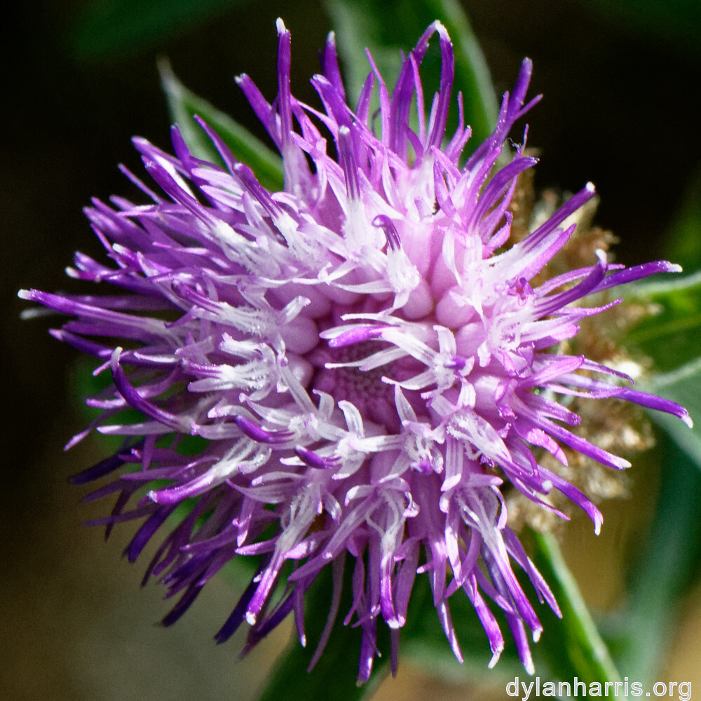 image: This is &lsquo;flower (xlvi) 5&rsquo;.