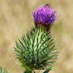 image: Image from the photoset &lsquo;flower (xlvi)&rsquo;.