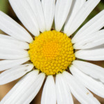 image: Image from the photoset &lsquo;flower (xlvi)&rsquo;.