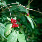 image: Image from the photoset &lsquo;flower (xlvi)&rsquo;.