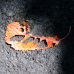 image: Image from the photoset &lsquo;flower (xlvi)&rsquo;.