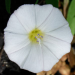 image: Image from the photoset &lsquo;flower (xlvi)&rsquo;.