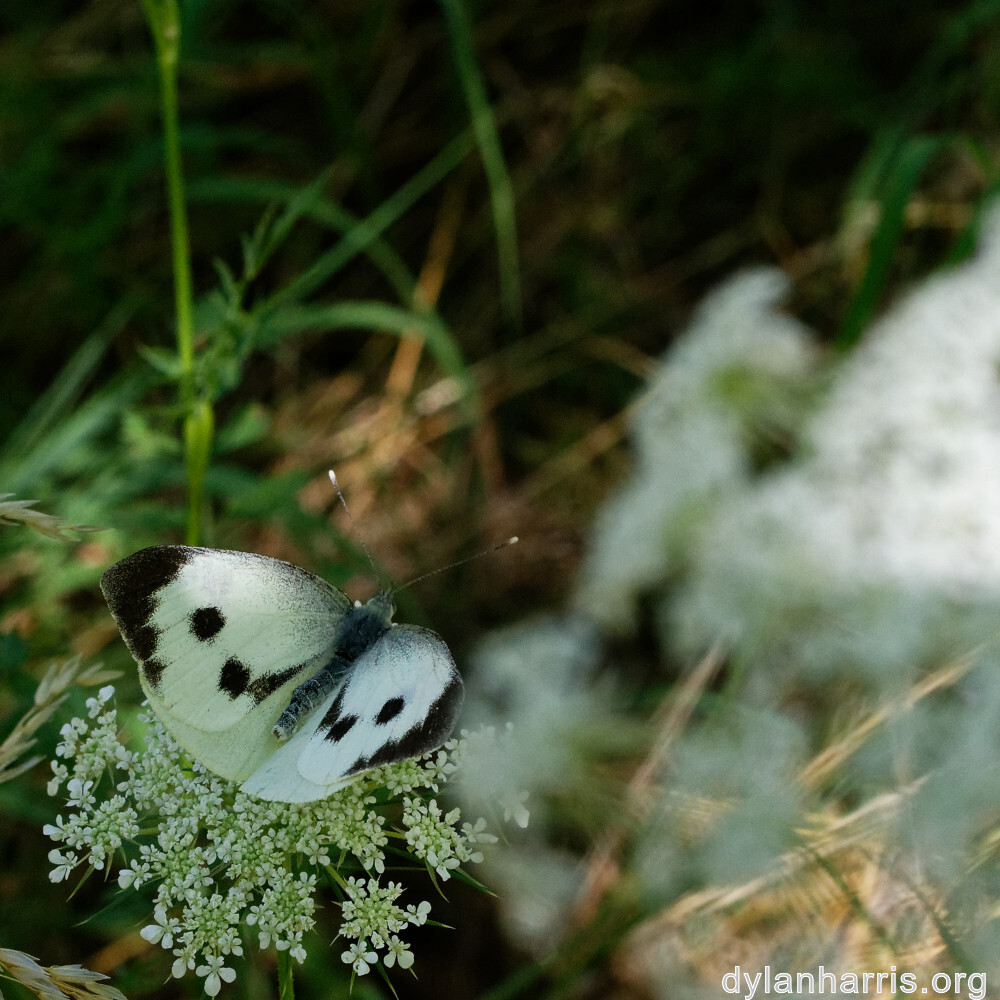 image: This is &lsquo;rumelange 2&rsquo;.