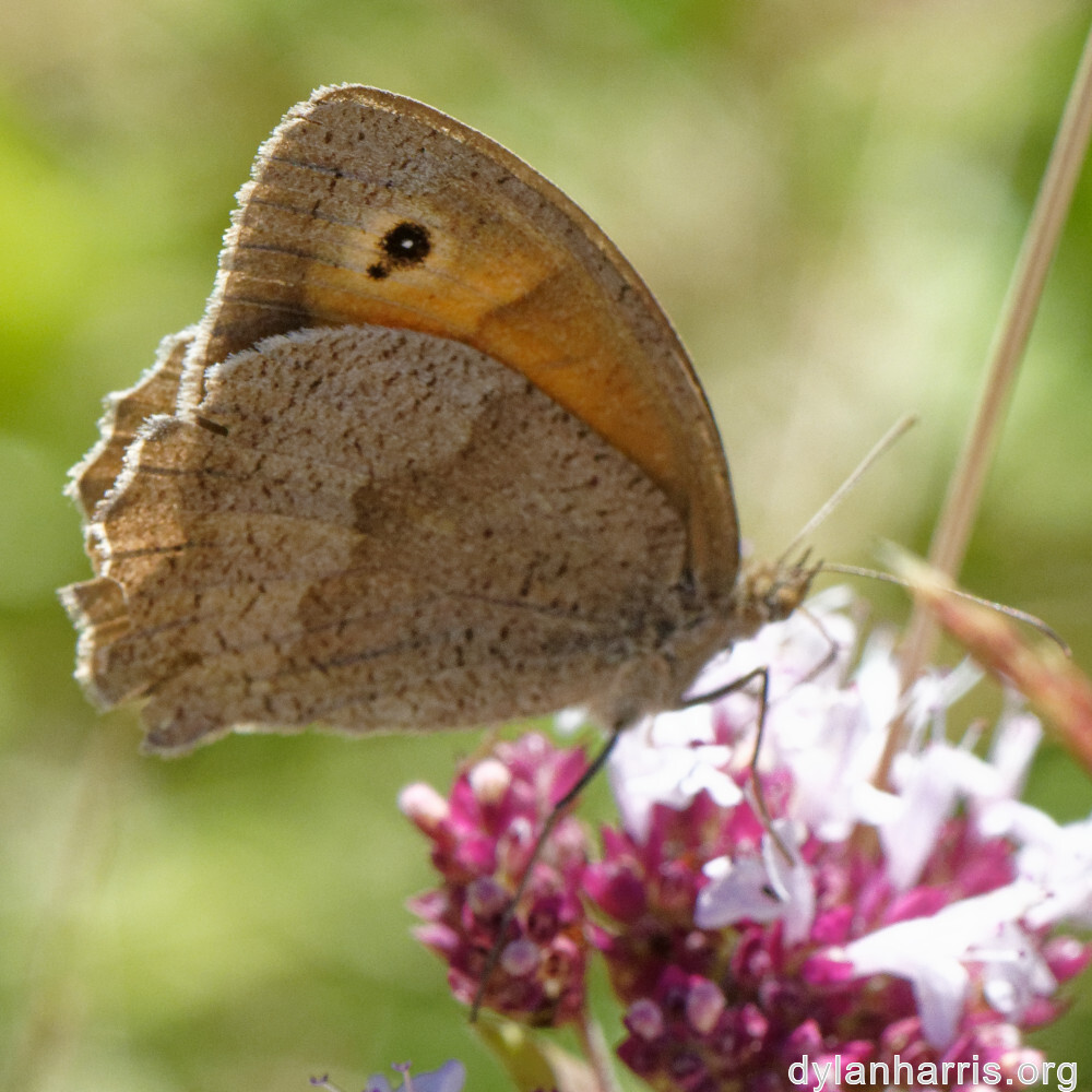 image: This is &lsquo;rumelange 3&rsquo;.