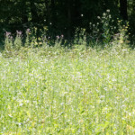 image: Image from the photoset &lsquo;rumelange (x)&rsquo;.