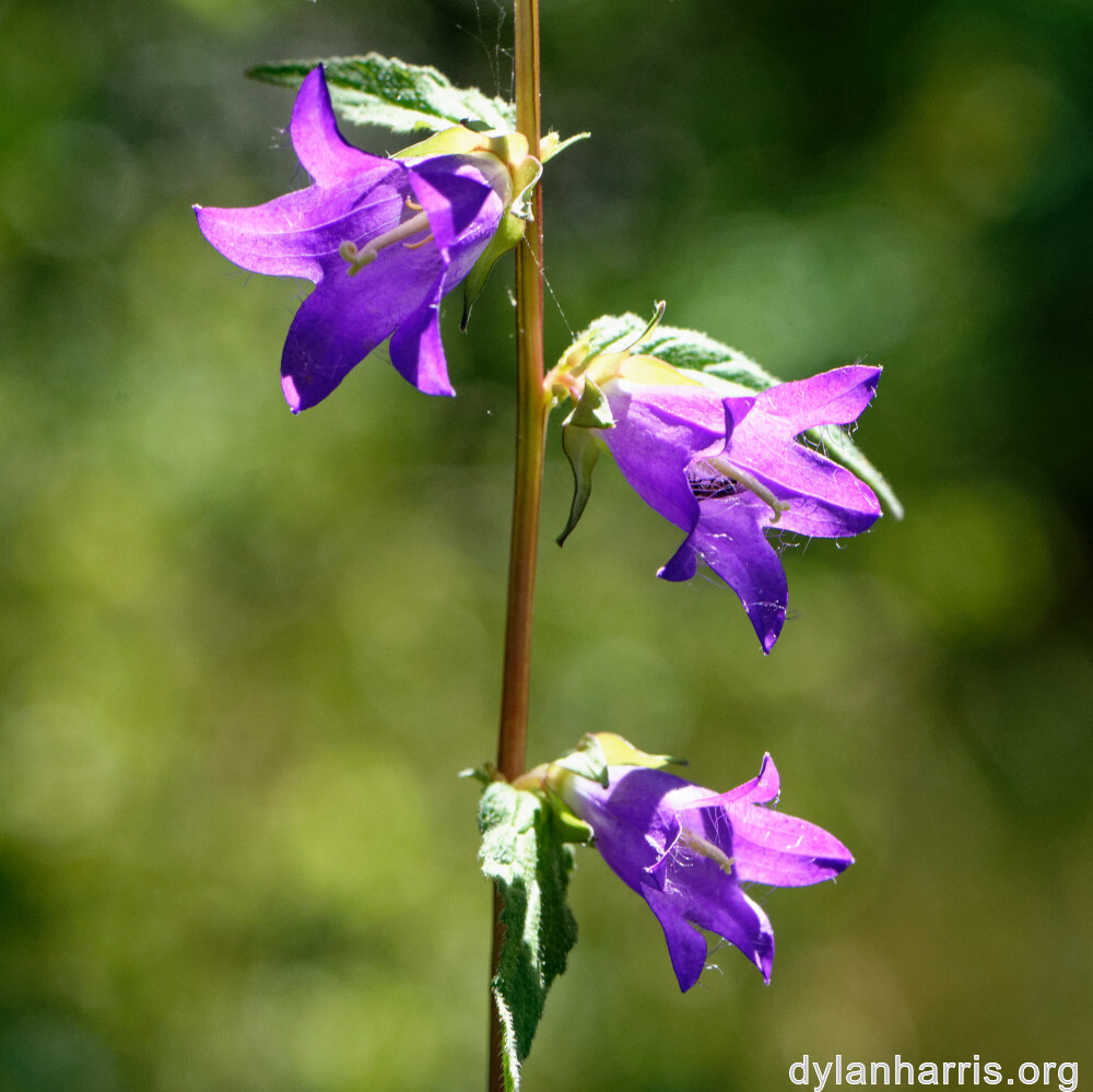 image: This is &lsquo;kayl 2&rsquo;.