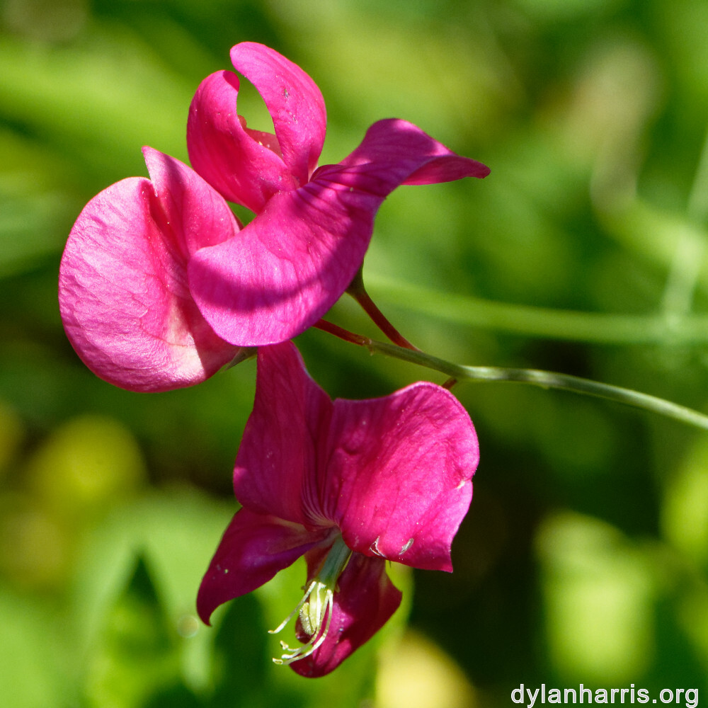 image: This is &lsquo;kayl 3&rsquo;.