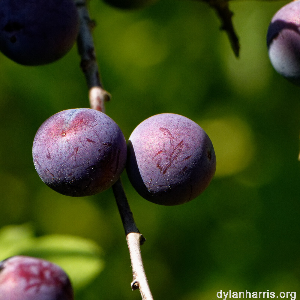 image: This is &lsquo;kayl 4&rsquo;.