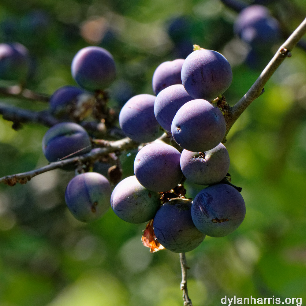 image: This is &lsquo;kayl 5&rsquo;.