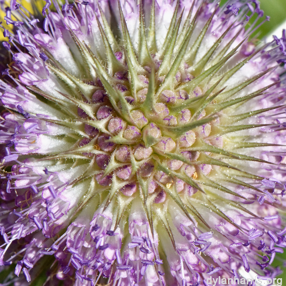 image: This is &lsquo;kayl 6&rsquo;.