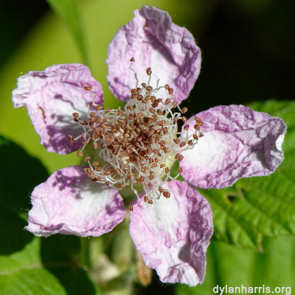 image: This is &lsquo;kayl 7&rsquo;.