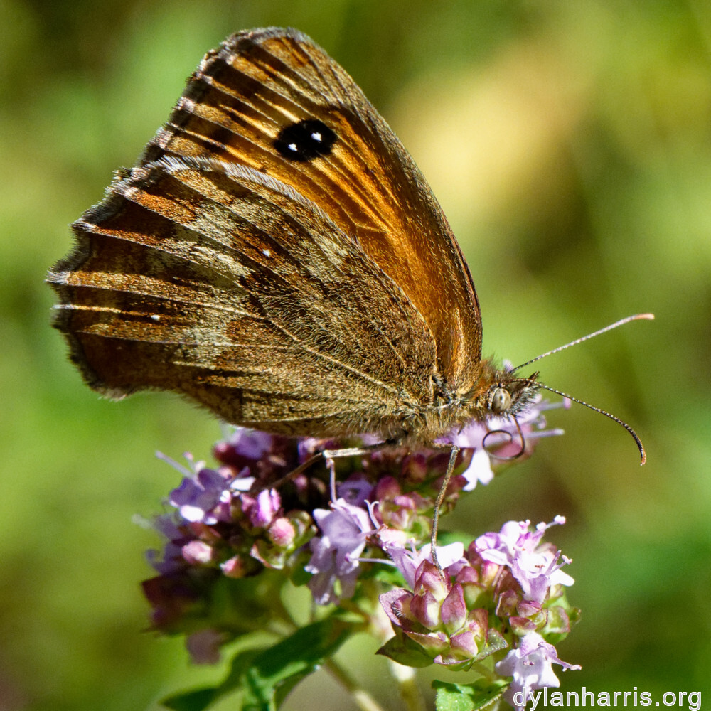 image: This is &lsquo;kayl 8&rsquo;.