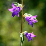 image: Image from the photoset &lsquo;kayl (vi)&rsquo;.