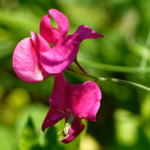 image: Image from the photoset &lsquo;kayl (vi)&rsquo;.